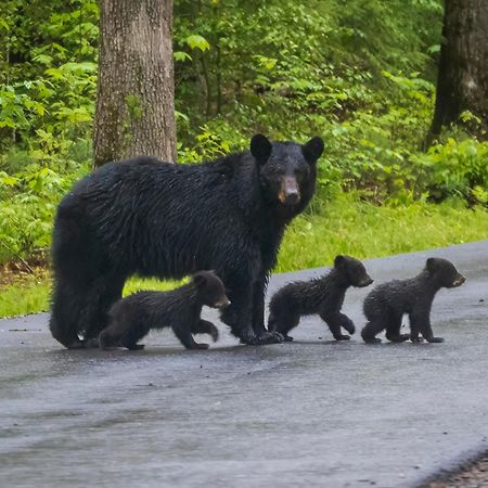 Four Bears Den Villa Gatlinburg Eksteriør bilde