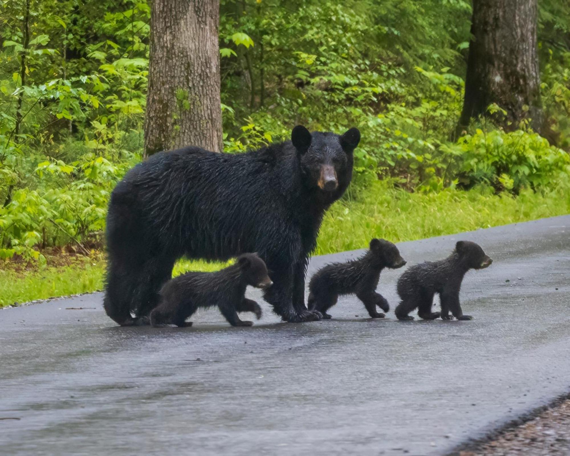 Four Bears Den Villa Gatlinburg Eksteriør bilde